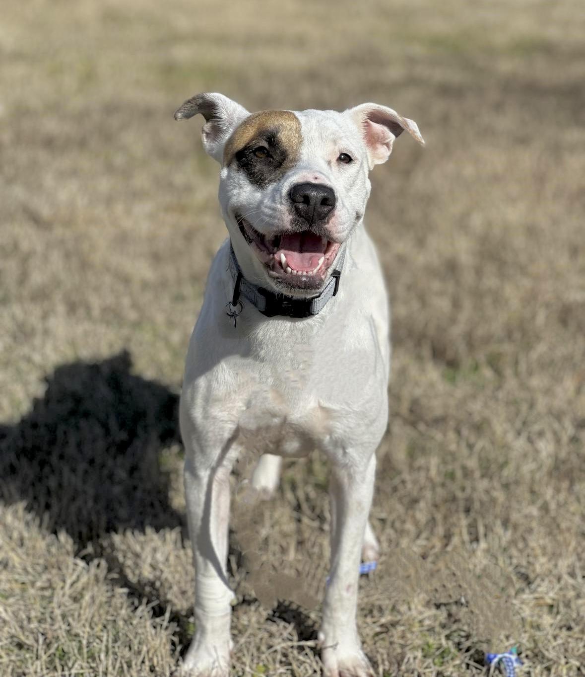 Zia, Adoptable, Young Female Mixed Breed.