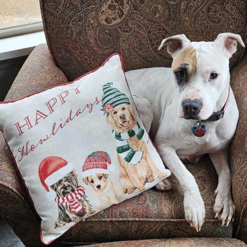 Zia, Adoptable, Young Female Mixed Breed.