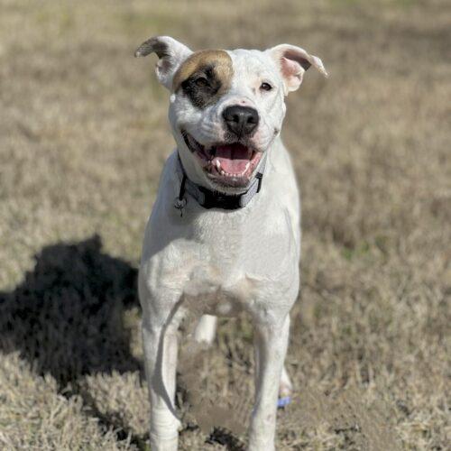 Enlarge Zia, a Adoptable mixed breed in Memphis, TN image 2/6