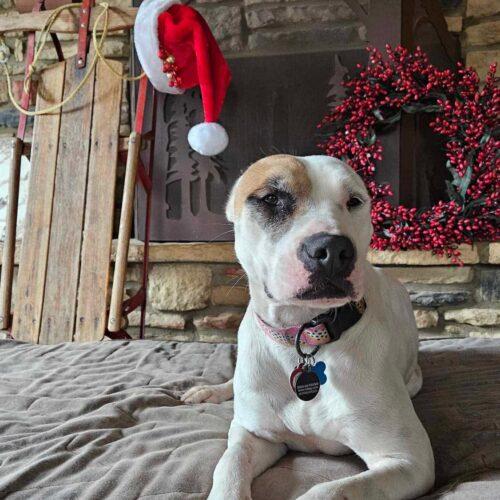 Zia, Adoptable, Young Female Mixed Breed.