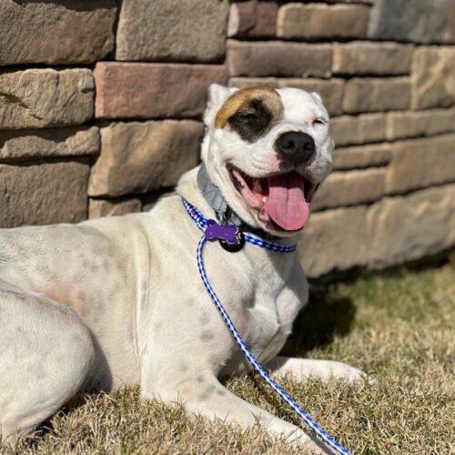 Zia, a Adoptable mixed breed in Memphis, TN image 2/6