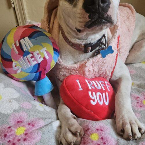 Enlarge Zia, a Adoptable mixed breed in Memphis, TN image 2/5