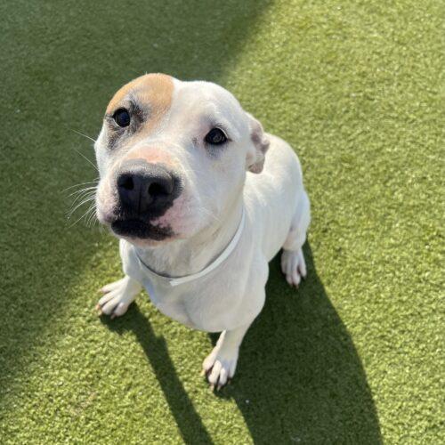 Zia, a Adoptable mixed breed in Memphis, TN image 3/6