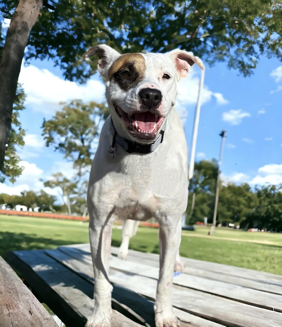 Enlarge Zia, a Adoptable mixed breed in Memphis, TN image 3/6