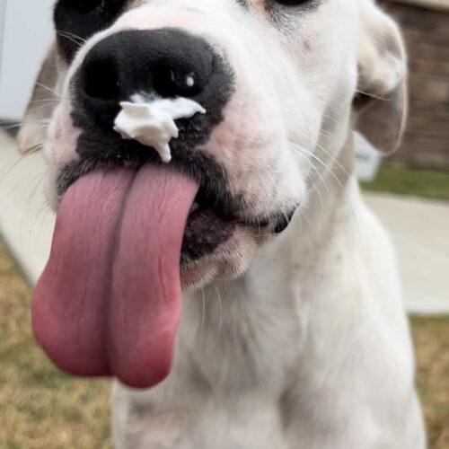 Enlarge Zia, a Adoptable mixed breed in Memphis, TN image 3/5