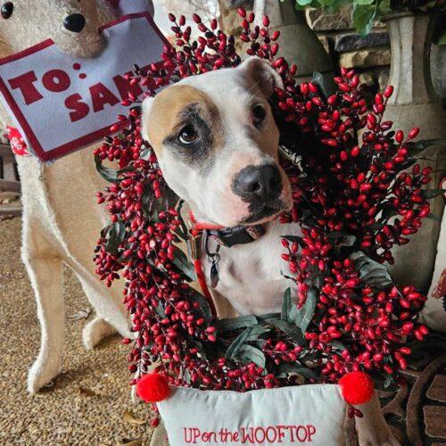 Zia, a Adoptable mixed breed in Memphis, TN image 4/6