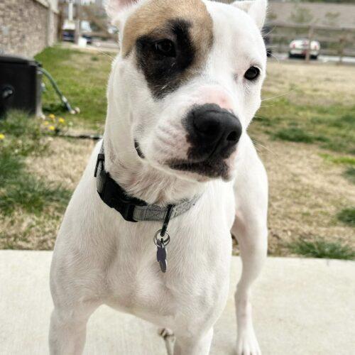 Enlarge Zia, a Adoptable mixed breed in Memphis, TN image 4/5
