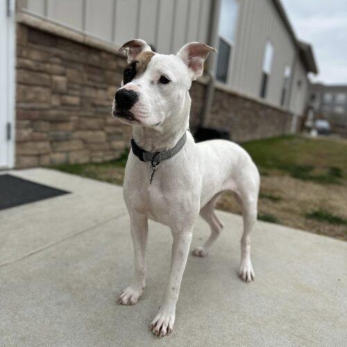 Enlarge Zia, a Adoptable mixed breed in Memphis, TN image 5/5