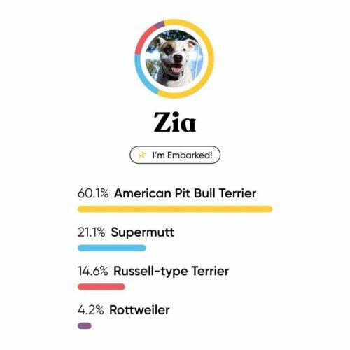 Zia, a Adoptable mixed breed in Memphis, TN image 5/6