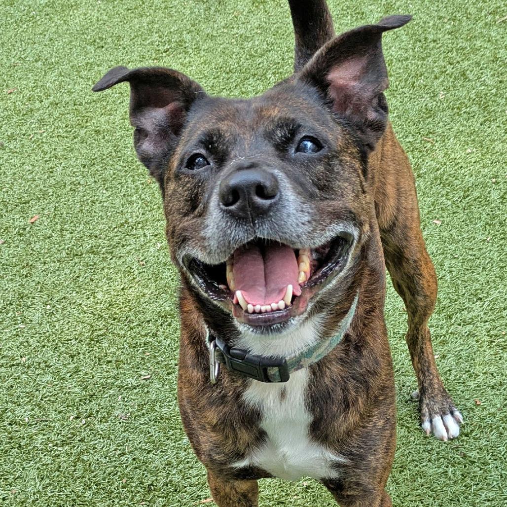 Enlarge Tahoe, a Adoptable mixed breed in Charlottesville, VA image 1/6