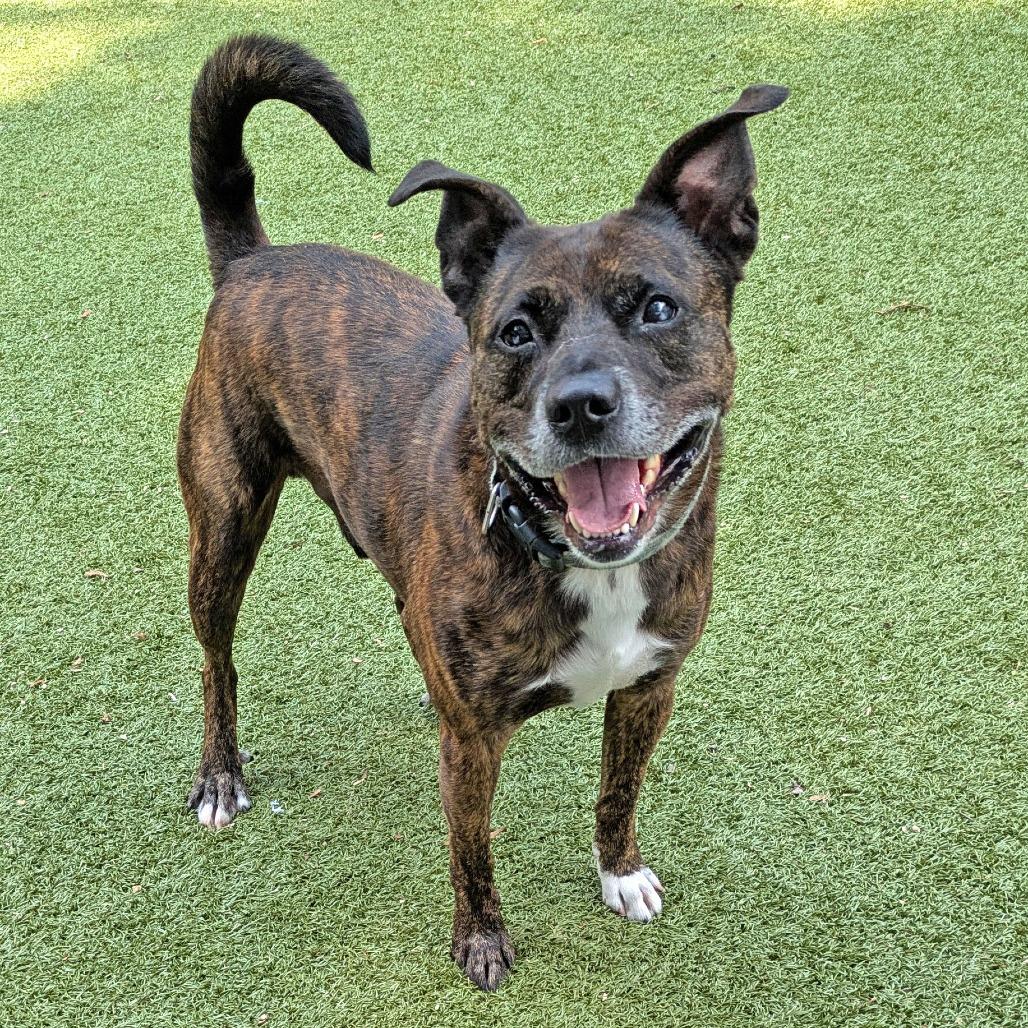 Enlarge Tahoe, a Adoptable mixed breed in Charlottesville, VA image 2/6