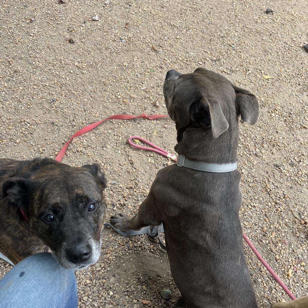 Enlarge Tahoe, a Adoptable mixed breed in Charlottesville, VA image 3/6