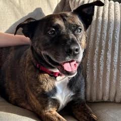 Enlarge Tahoe, a Adoptable mixed breed in Charlottesville, VA image 4/6