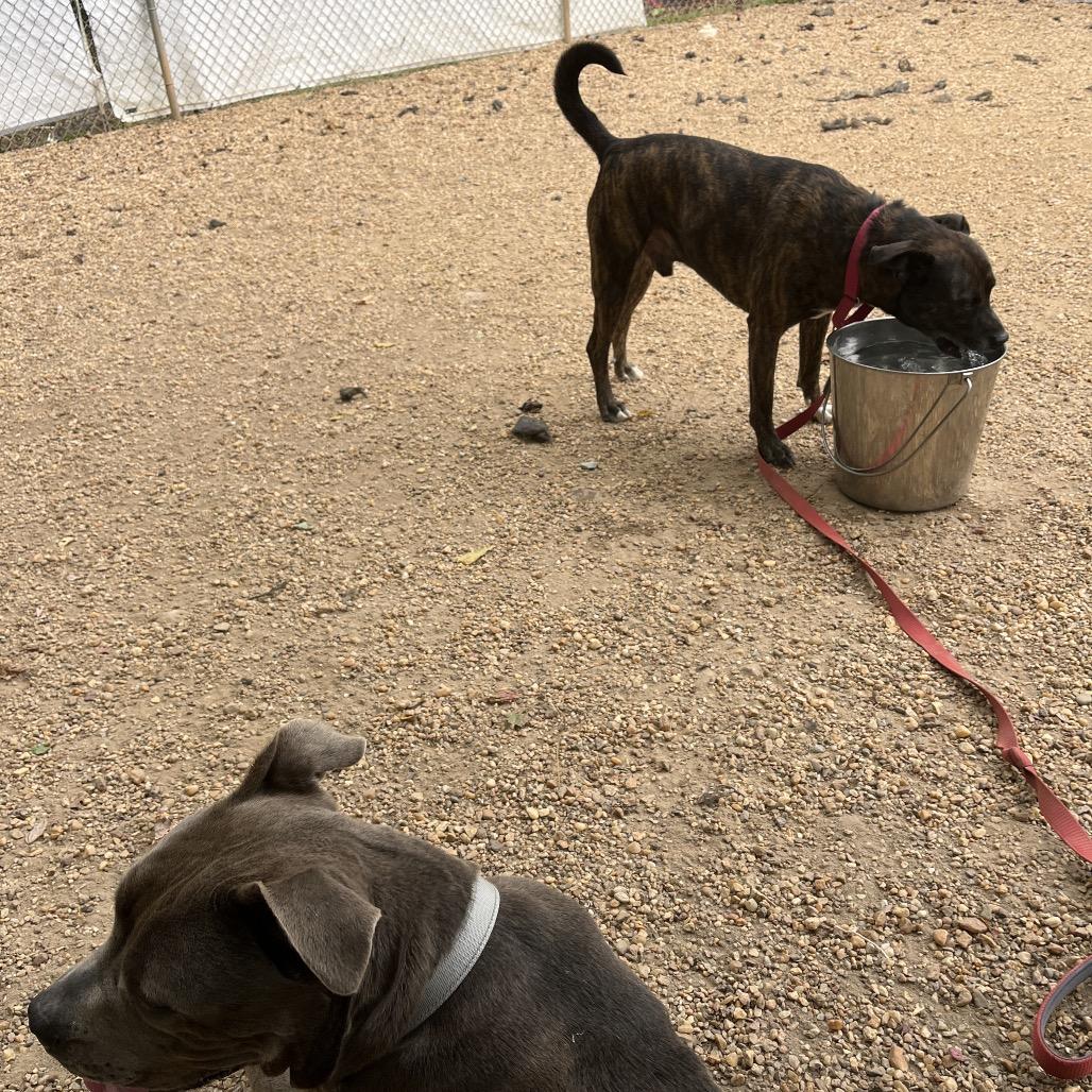 Enlarge Tahoe, a Adoptable mixed breed in Charlottesville, VA image 6/6