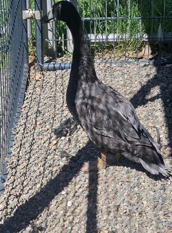 Enlarge BLACKBERRY, a Adoptable Duck in San Martin, CA image 1/1