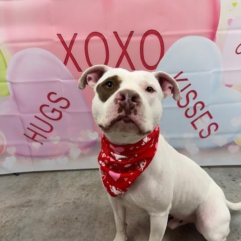 Enlarge Diesel, a Adoptable mixed breed in Williston, VT image 1/6