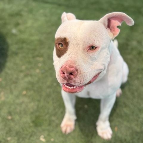 Diesel, a Adoptable mixed breed in Williston, VT image 3/5