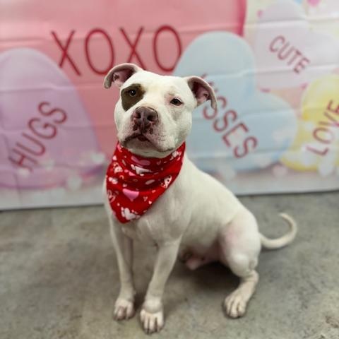 Enlarge Diesel, a Adoptable mixed breed in Williston, VT image 5/6