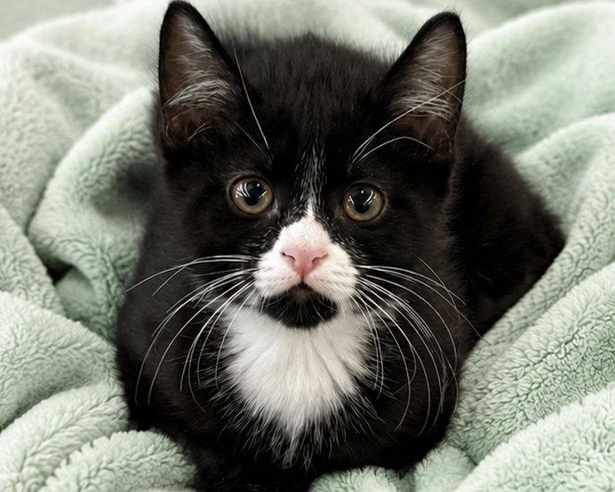 Gorp, Adoptable, Kitten Male Domestic Short Hair.