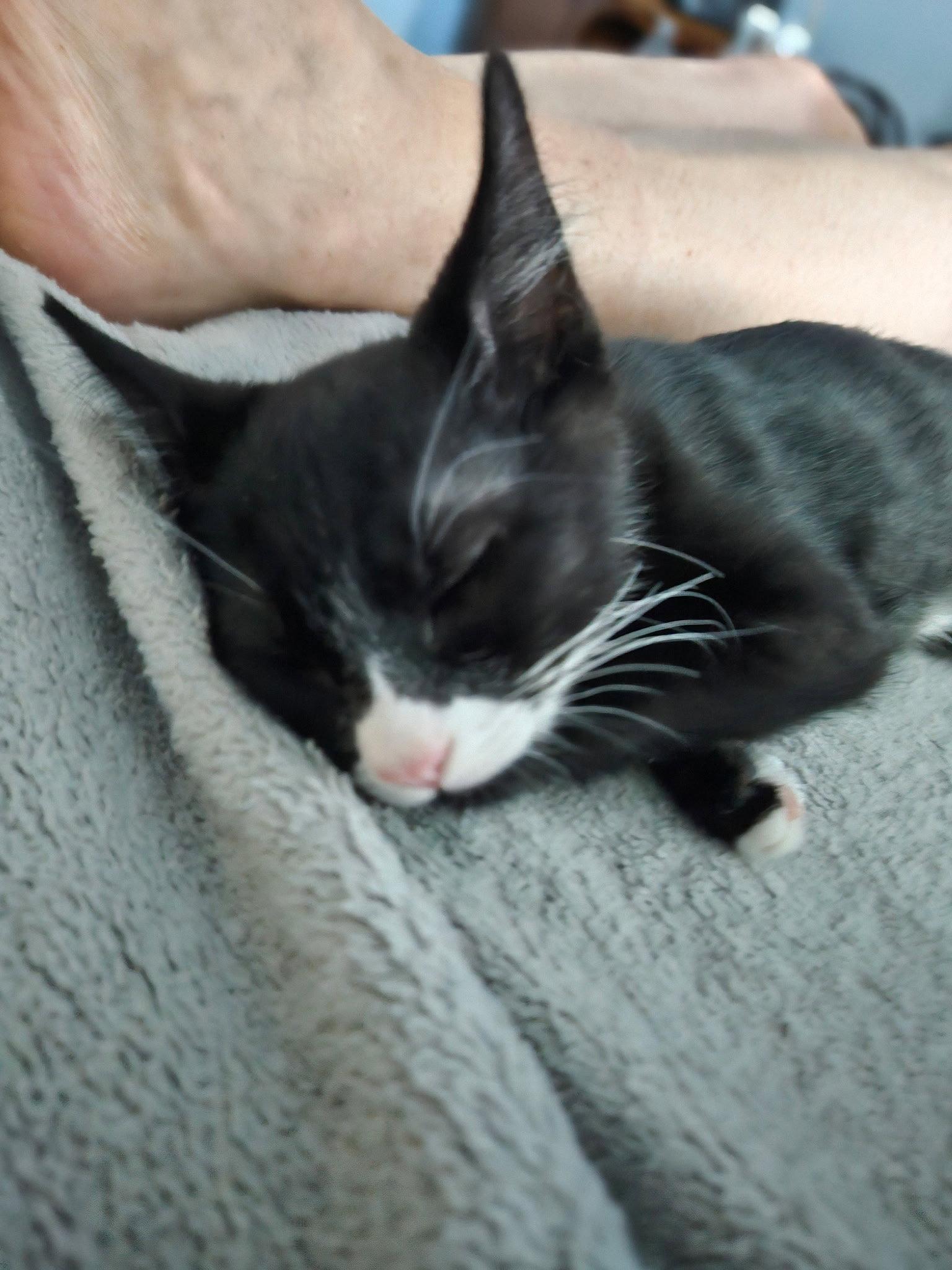 Gorp, a Adoptable Domestic Short Hair in Antioch, CA image 2/3