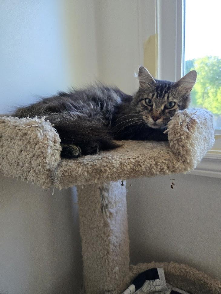 Enlarge Shiloh and Sasha, a Adoptable Domestic Medium Hair in Brantford, ON image 2/5