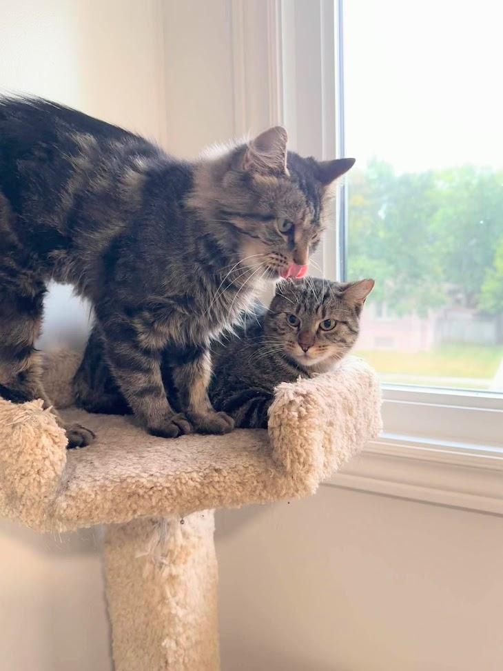 Enlarge Shiloh and Sasha, a Adoptable Domestic Medium Hair in Brantford, ON image 4/5