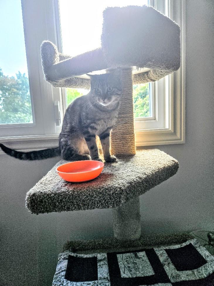 Enlarge Shiloh and Sasha, a Adoptable Domestic Medium Hair in Brantford, ON image 5/5
