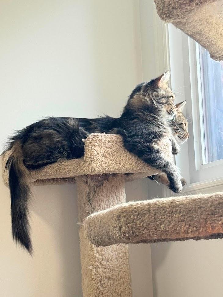 Enlarge Shiloh and Sasha, a Adoptable Domestic Medium Hair in Brantford, ON image 3/5