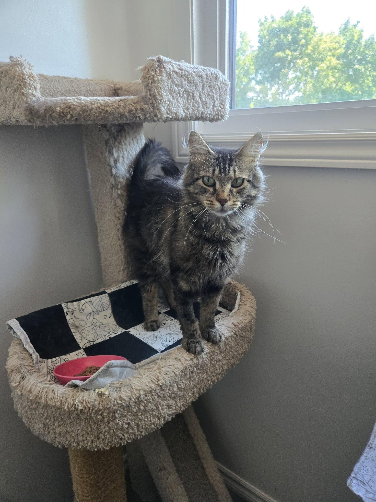 Shiloh and Sasha, ADOPTABLE, Young Female Domestic Medium Hair.