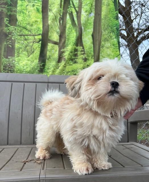 Enlarge Boo, an adopted Shih Tzu in Phoenix, OR image 2/2