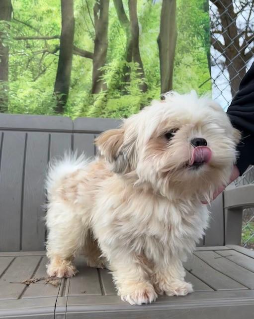 Boo, adopted, Adult Male Shih Tzu.