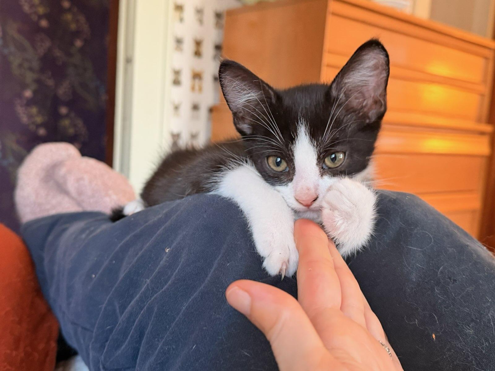 Enlarge KitKat, an adopted Tuxedo in Honeoye, NY image 3/5