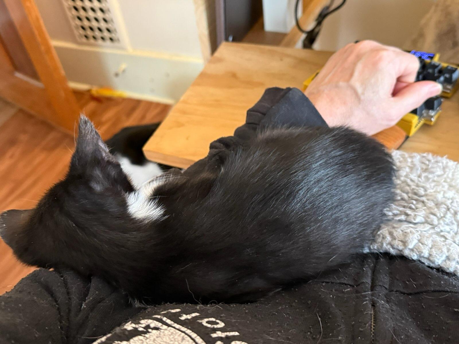 Enlarge KitKat, an adopted Tuxedo in Honeoye, NY image 5/5