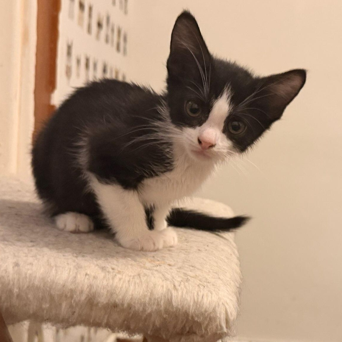 Enlarge KitKat, an adopted Tuxedo in Honeoye, NY image 1/5