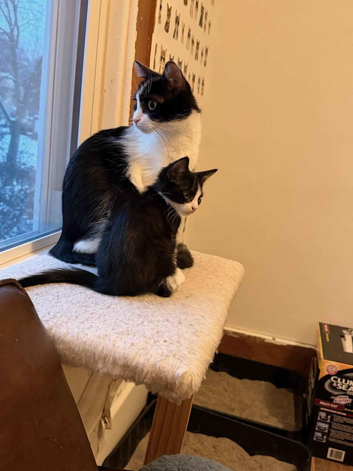 Enlarge KitKat, an adopted Tuxedo in Honeoye, NY image 2/5