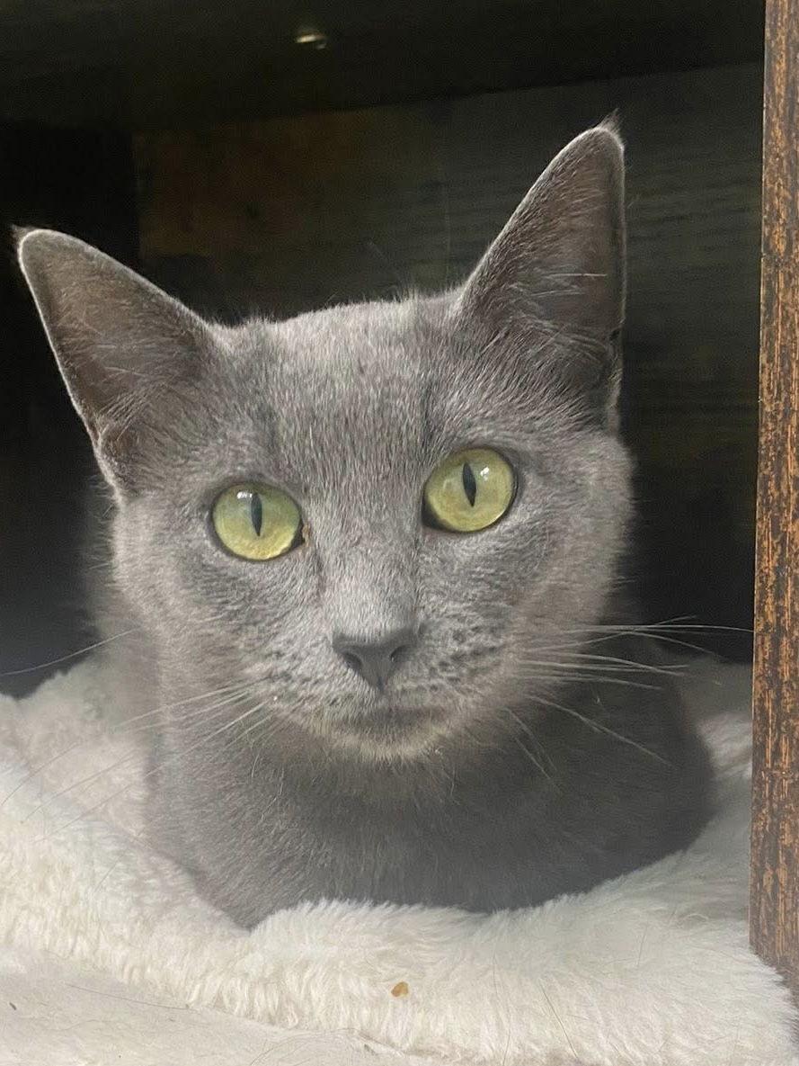Rose, Adoptable, Adult Female Domestic Short Hair.
