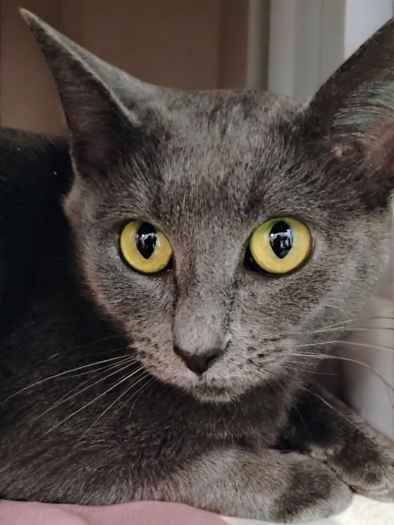 Rose, a Adoptable Domestic Short Hair in Champaign, IL image 2/3