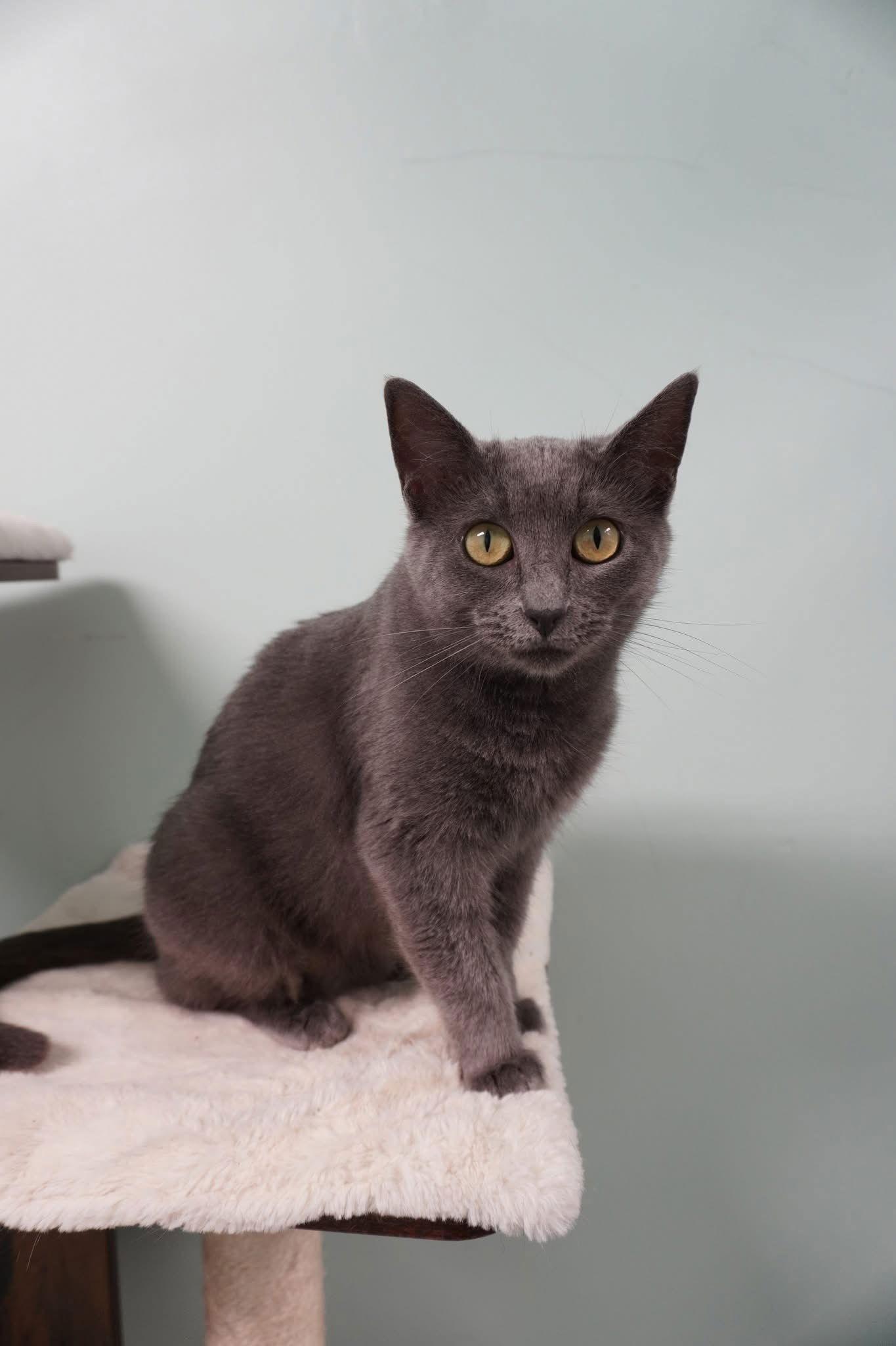 Rose, a Adoptable Domestic Short Hair in Champaign, IL image 3/3