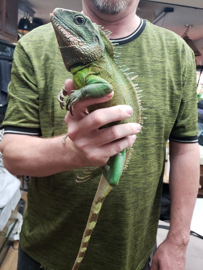 Enlarge Jiaolong #10435, a Adoptable Water Dragon in Vista, CA image 8/12