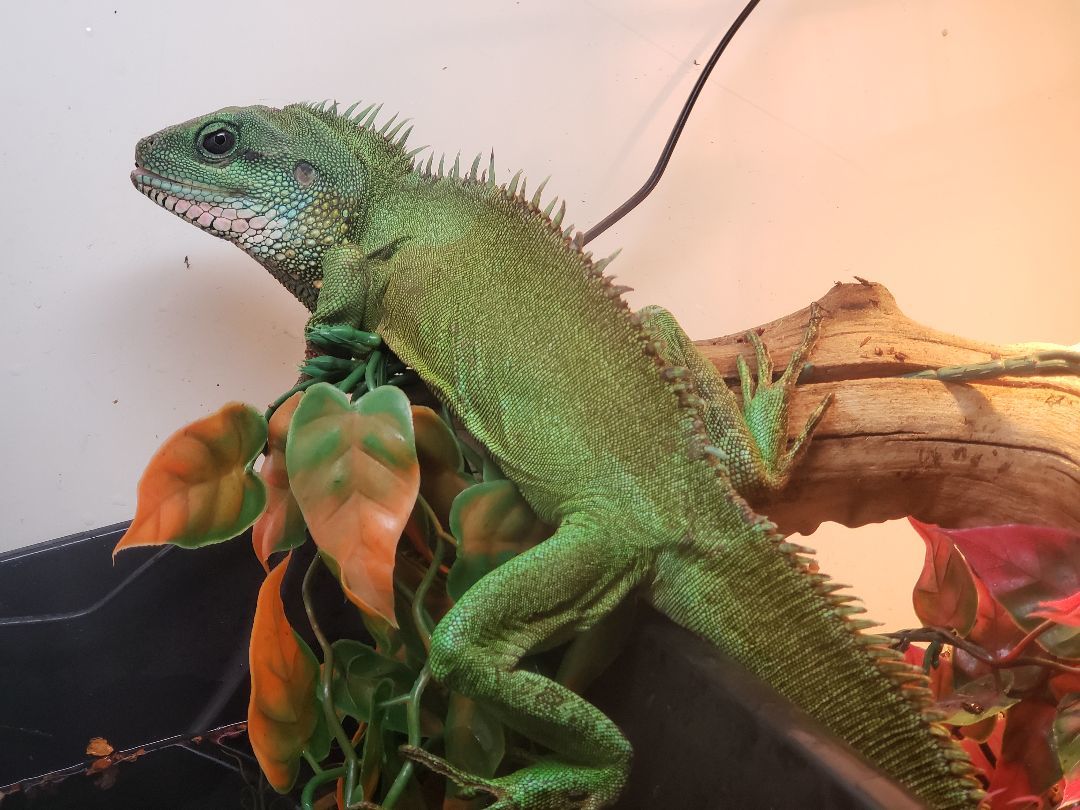 Enlarge Jiaolong #10435, a Adoptable Water Dragon in Vista, CA image 9/12