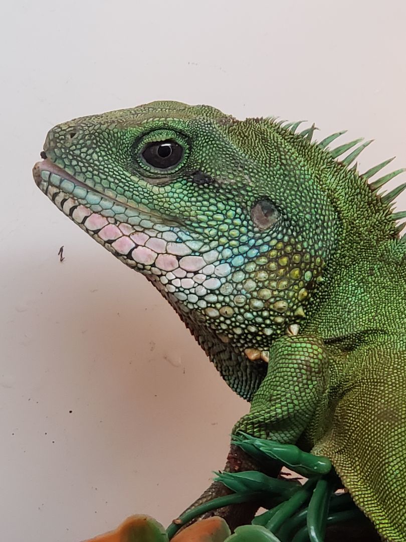 Enlarge Jiaolong #10435, a Adoptable Water Dragon in Vista, CA image 10/12