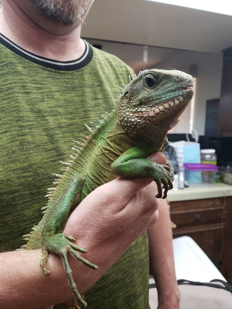 Enlarge Jiaolong #10435, a Adoptable Water Dragon in Vista, CA image 1/12