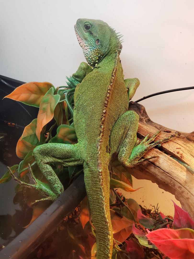 Enlarge Jiaolong #10435, a Adoptable Water Dragon in Vista, CA image 11/12