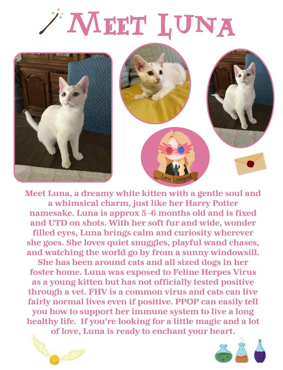 Luna, an adoptable Domestic Short Hair in Clovis, NM, 88101 | Photo Image 1