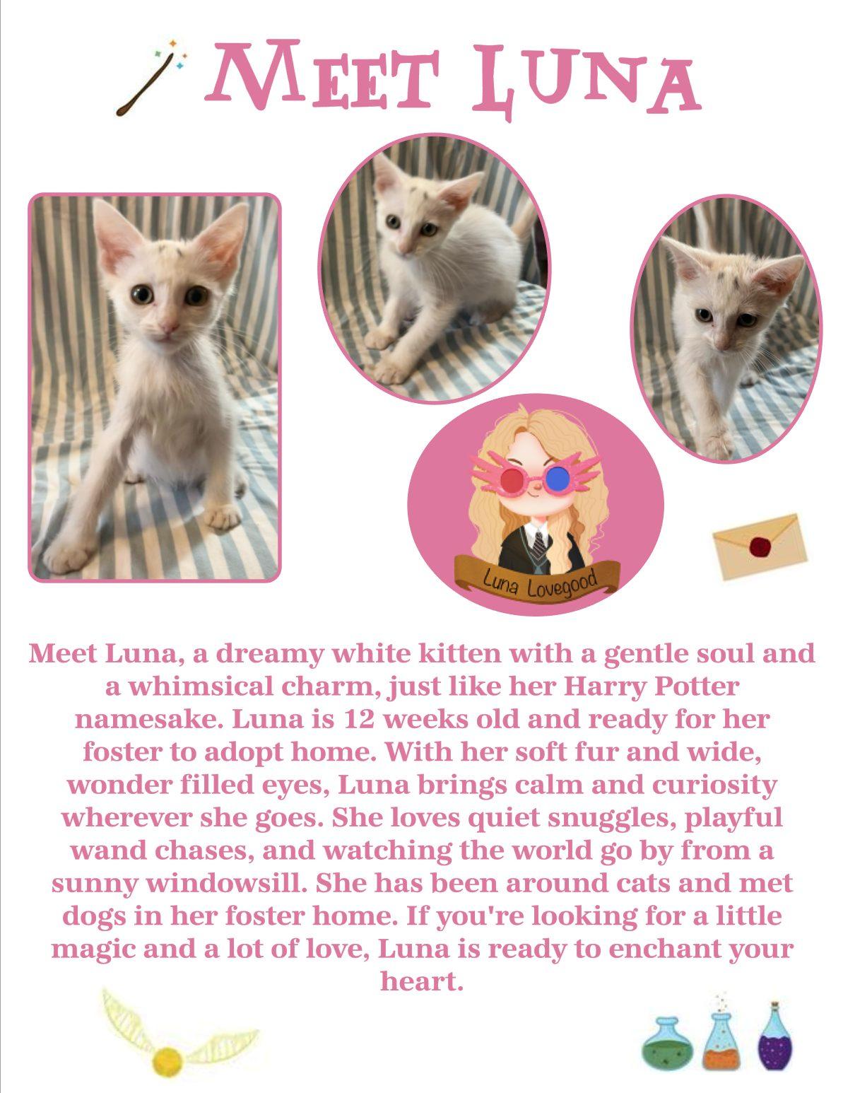 Luna, an adoptable Domestic Short Hair in Clovis, NM, 88101 | Photo Image 1
