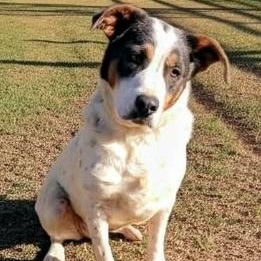 Enlarge  Barbie, a Adoptable mixed breed in Hopkinton, MA image 3/6