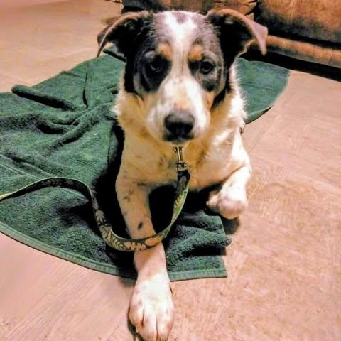 Enlarge  Barbie, a Adoptable mixed breed in Hopkinton, MA image 4/6