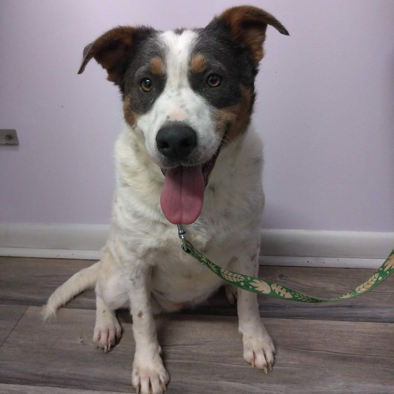 Enlarge  Barbie, a Adoptable mixed breed in Hopkinton, MA image 2/6