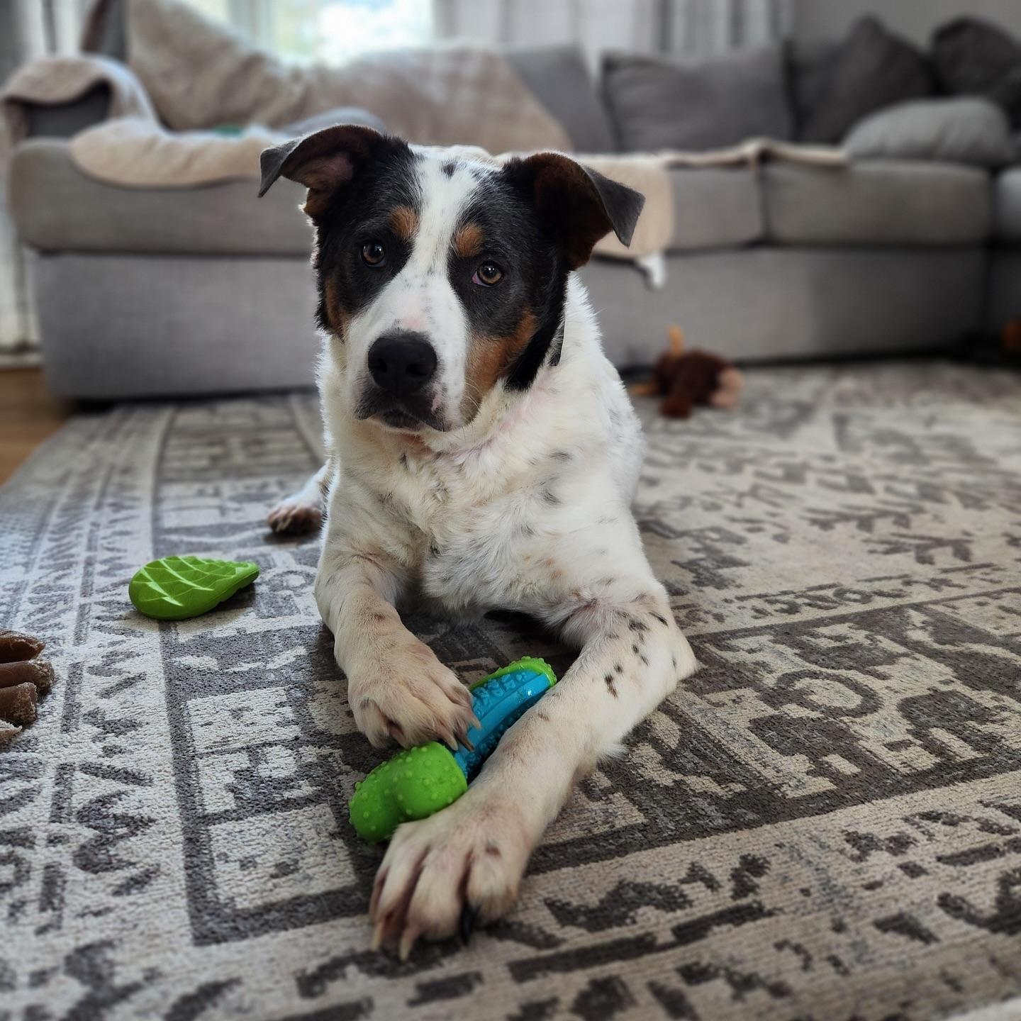  Barbie, Adoptable, Young Female Mixed Breed.