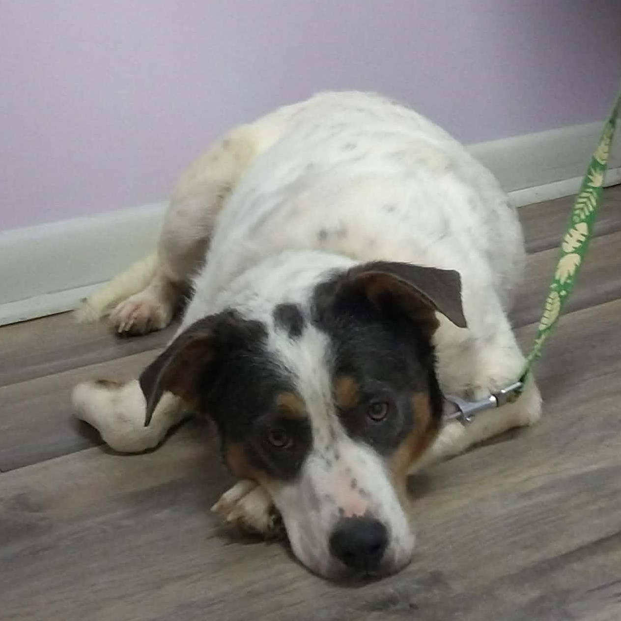 Enlarge  Barbie, a Adoptable mixed breed in Hopkinton, MA image 6/6